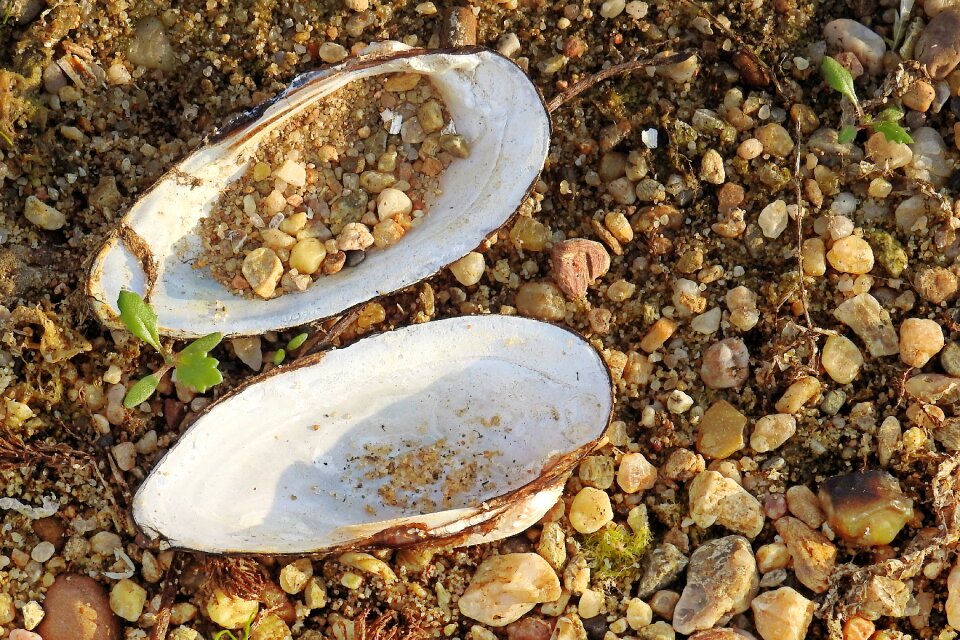 River shell riverside pebble