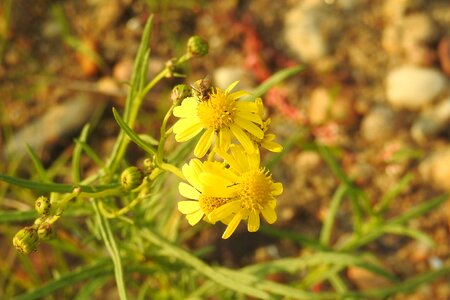 Riverside autumn insect