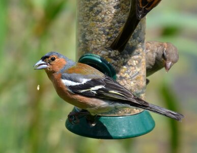 Wildlife nature garden
