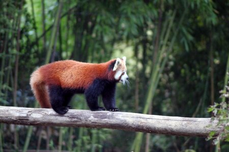 Nature cute red