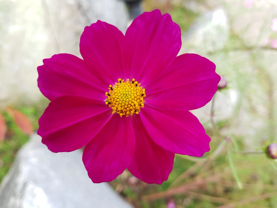 Blossom cosmos flowers