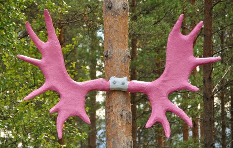 Moose antler pink colorful