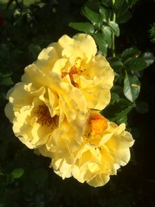 Roses garden yellow