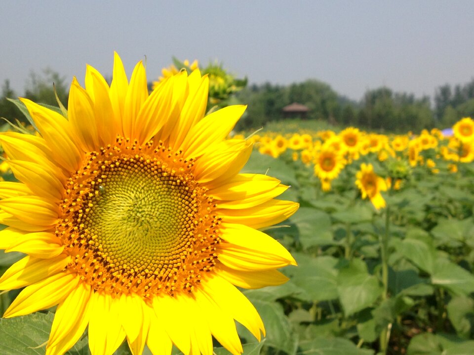 Spring forest park sunflower
