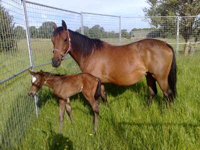 Foal pasture equine photo