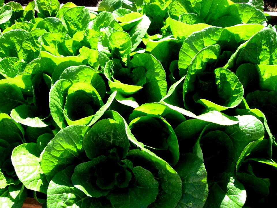 Grow nutritious plant