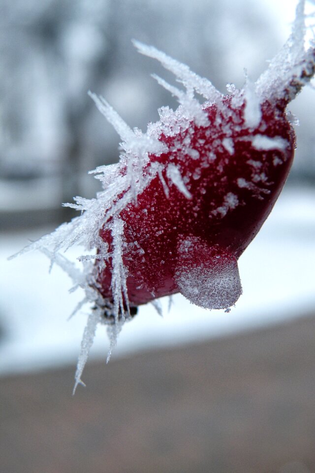 Frozen cold frost