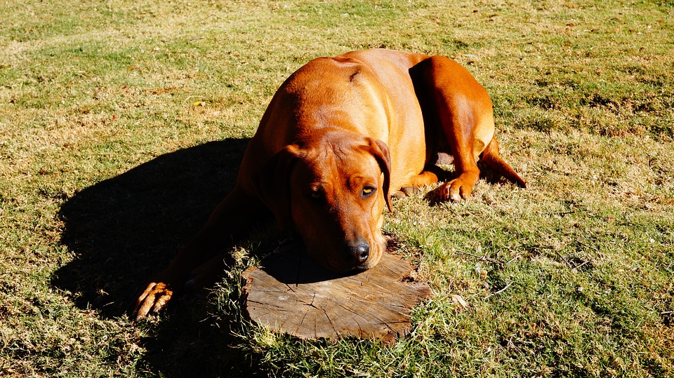 Canine domestic doggy photo