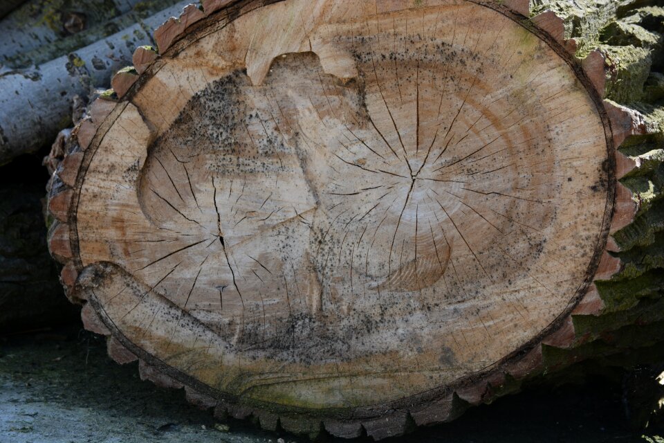 Chestnut tribe structure