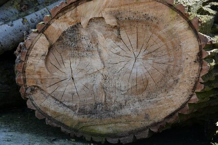 Chestnut tribe structure