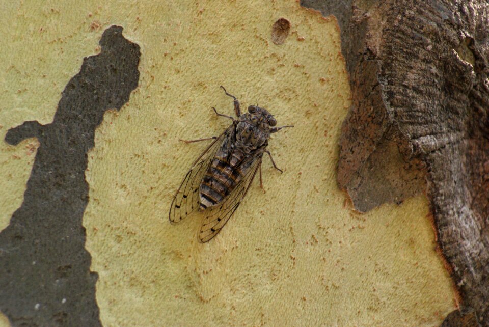 Insect nature spring