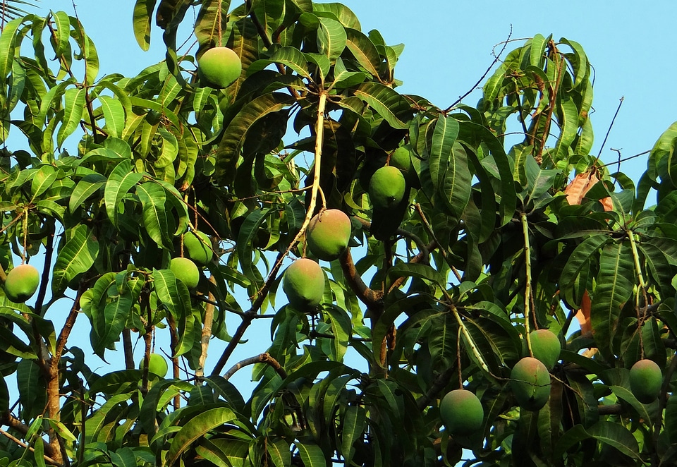 Tropical fruit fruit dharwad