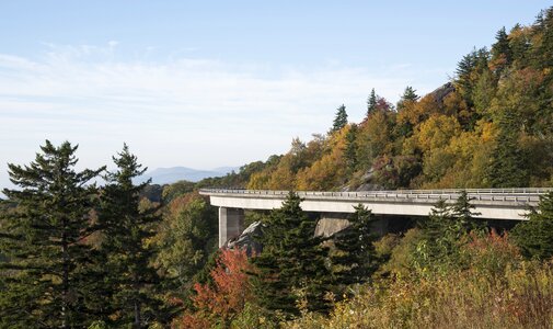 Brigde forest nature
