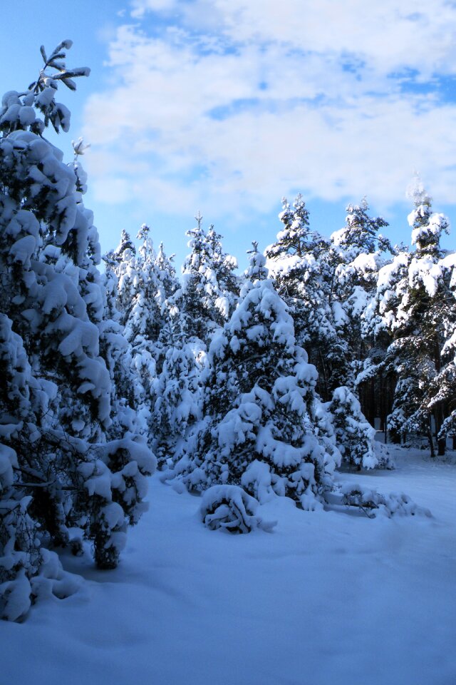 Cold winter winter magic