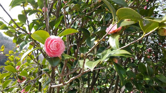 Pink flowers camellia