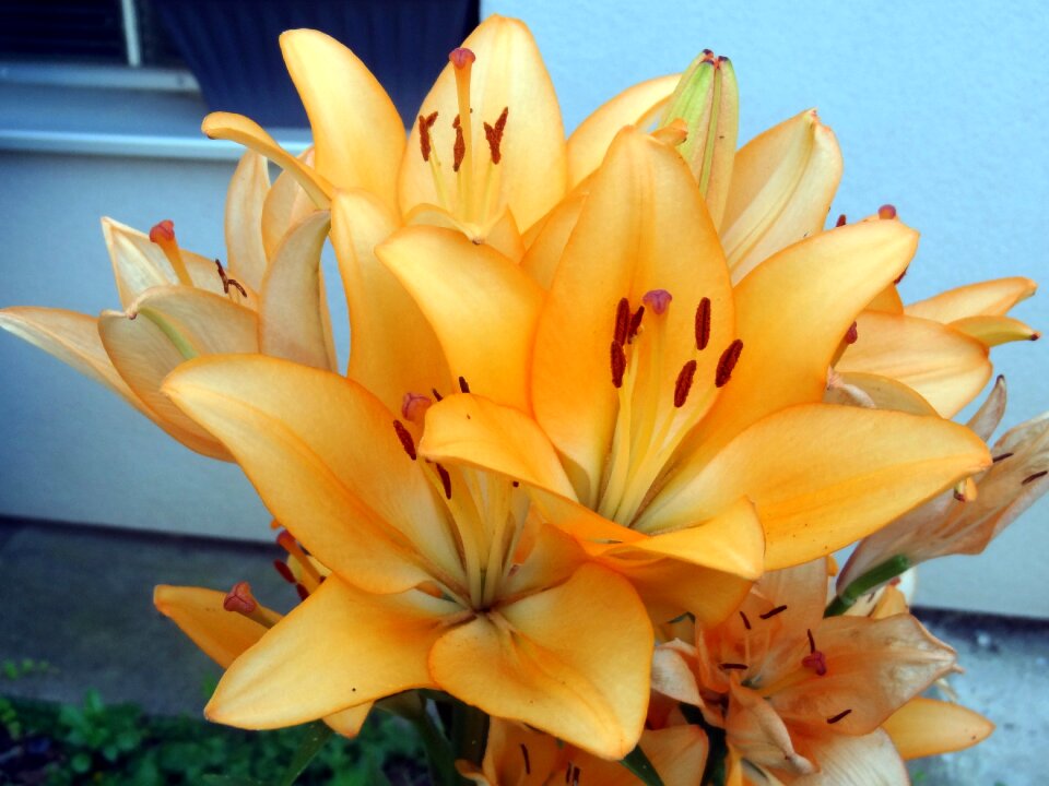 Lilies in the flowerpot