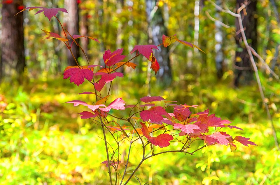 Yellow autumn nature golden autumn