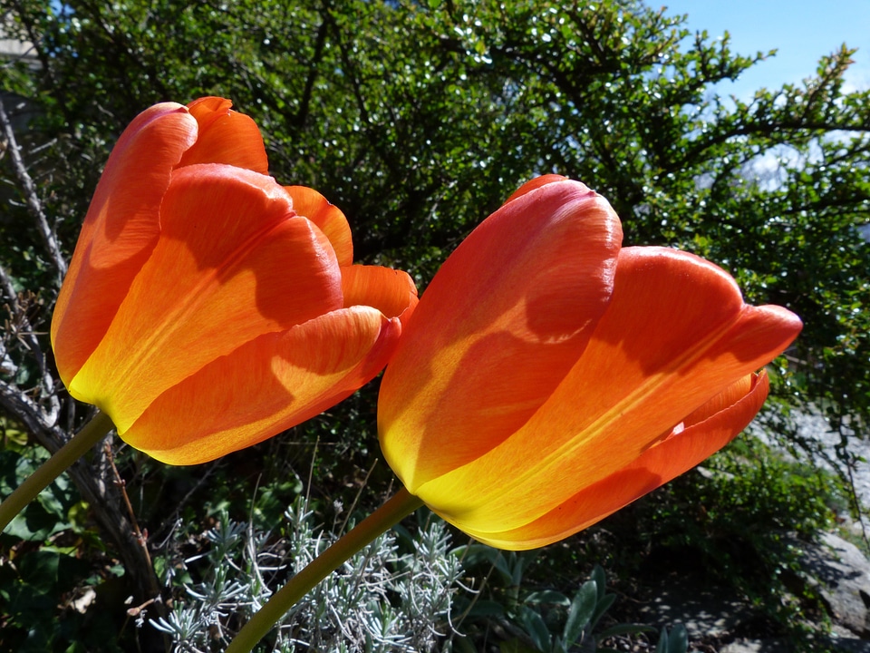 Garden light spring