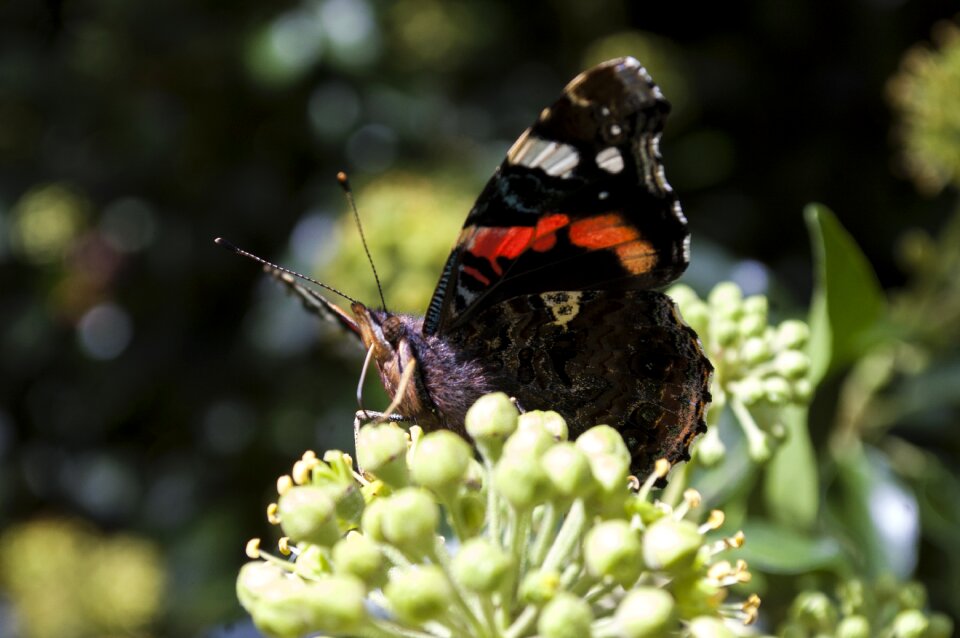 Nature insect macro