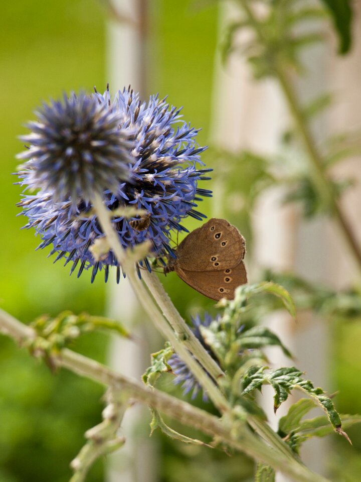 Thistle nature meadow