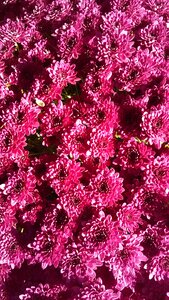 Purple flowers purple
