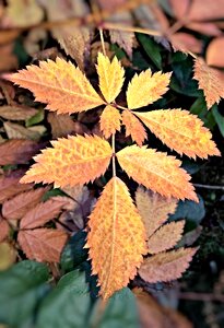 Fine ramifications photosynthesis beautiful autumn colors