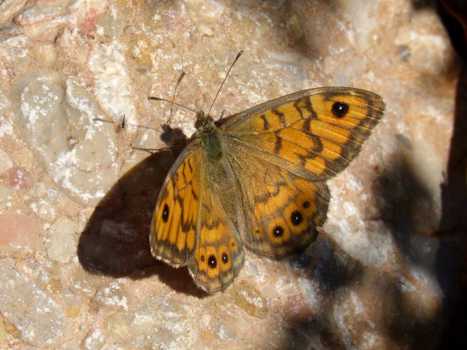 Saltacercas margenera orange butterfly