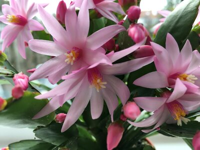 Nature pink cacti