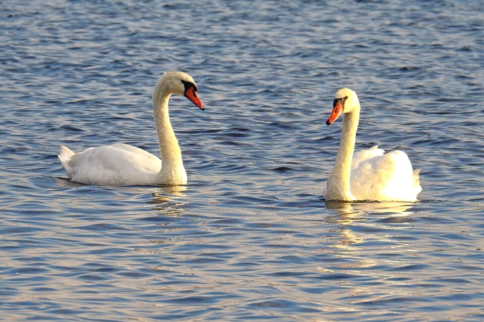 Lake plumage water bird