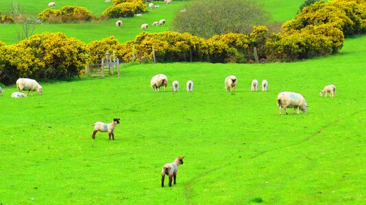 Green landscape nature