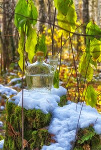 Forest trees melting snow