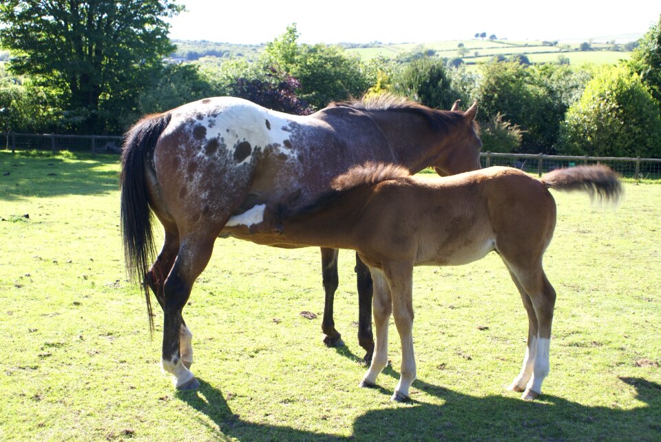 Horse pasture animal