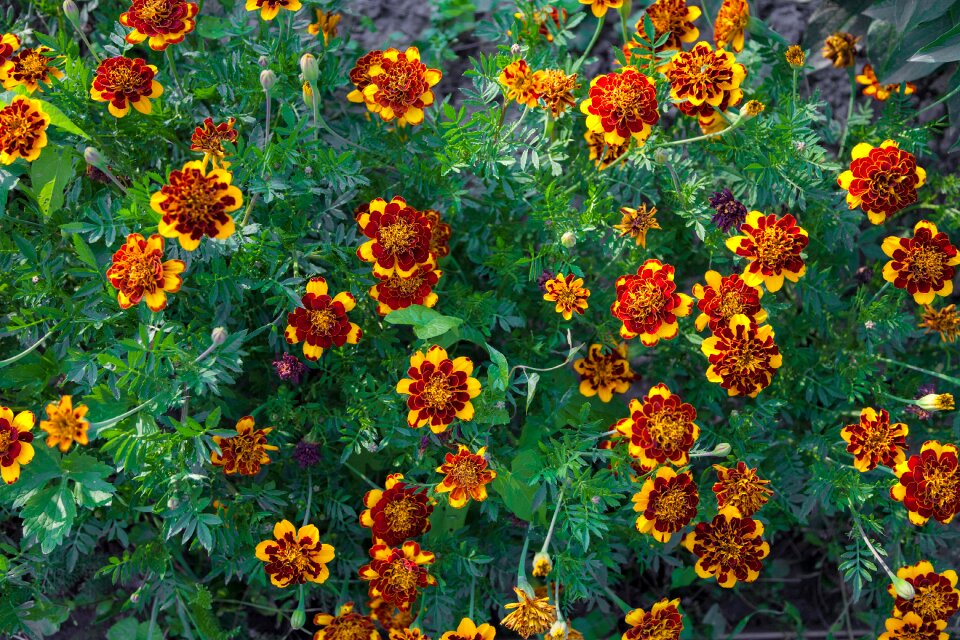 Orange green summer