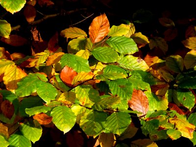 Forest golden autumn plant
