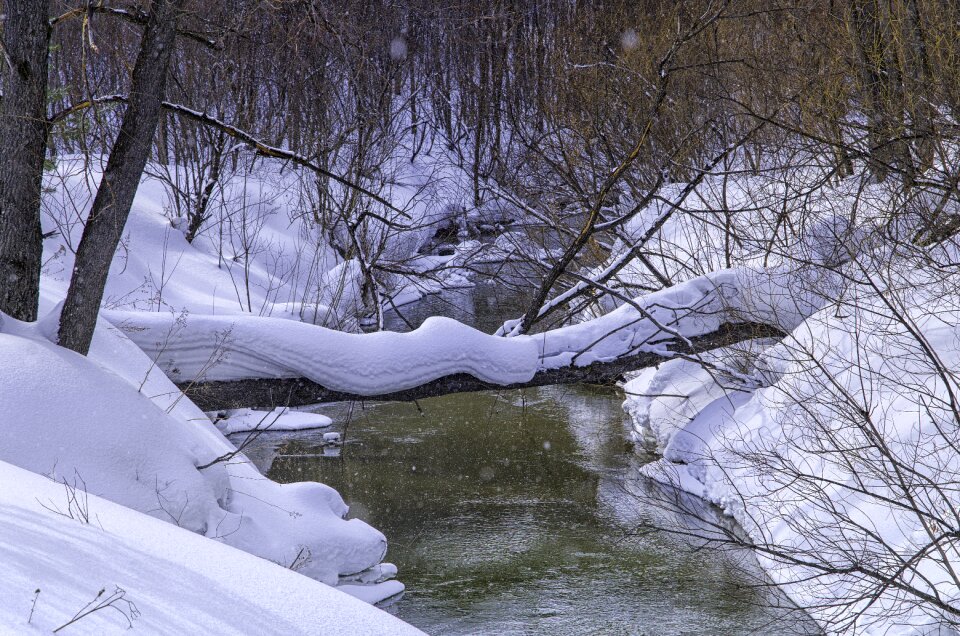 Nature trees landscape photo