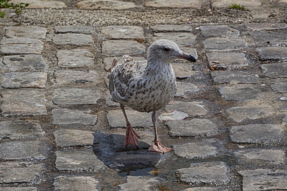 Animal sea ornithology