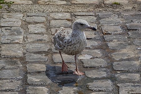 Animal sea ornithology
