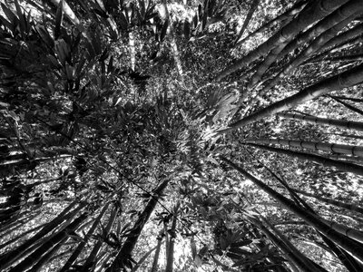 Forest twigs trunk