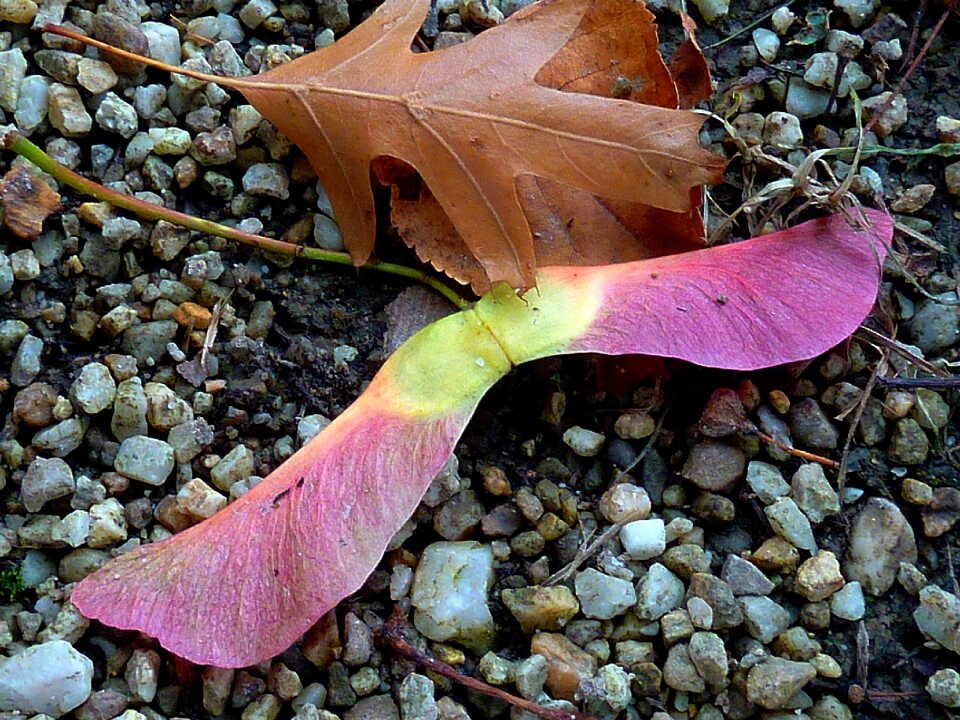 Leaves autumn colours colored