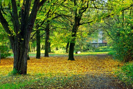 Leaves promenade the gate