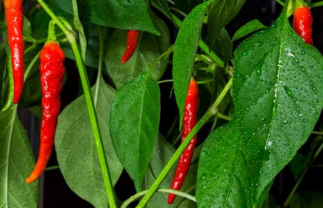 Red hot nature