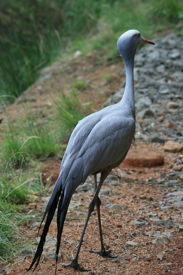 Tall neck tail