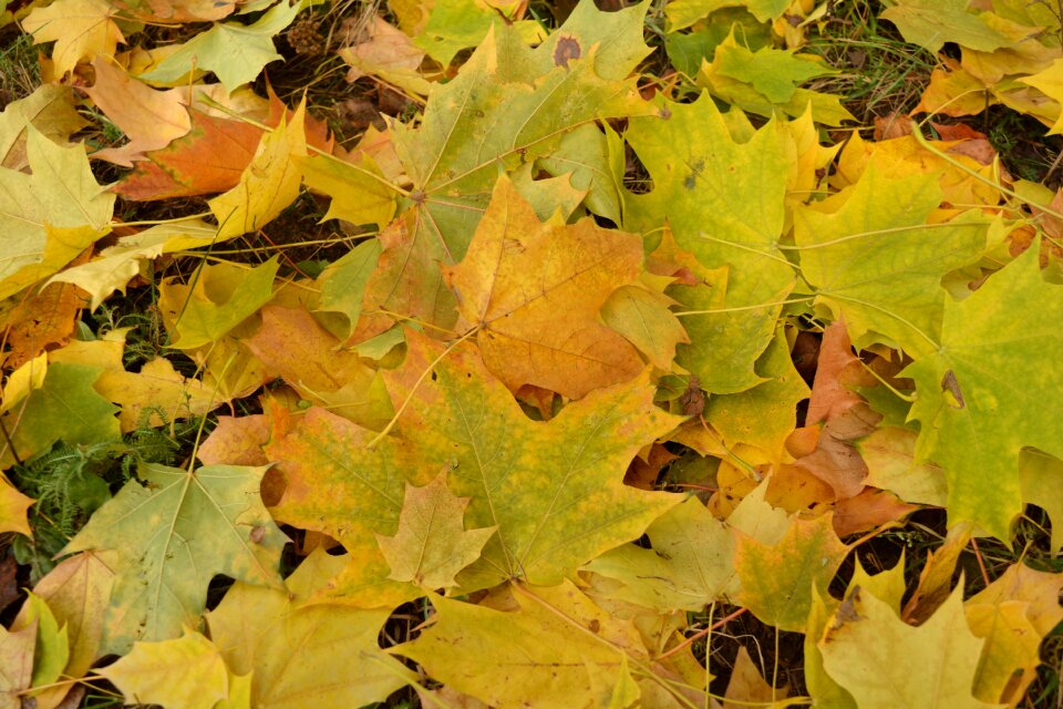 Yellow plant yellow leaves