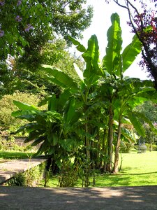 Banana trees villa taranto lago maggiore