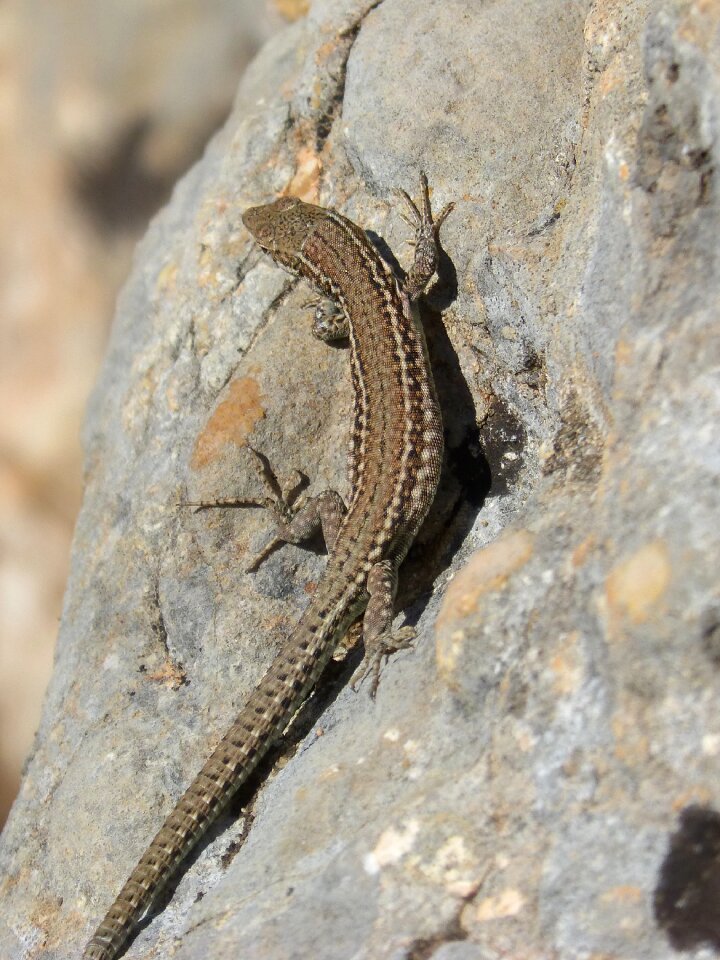 Natural park sargantana reptile