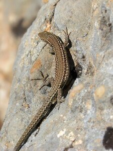 Natural park sargantana reptile photo