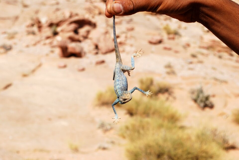 Travel jordan gekko