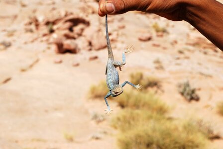 Travel jordan gekko