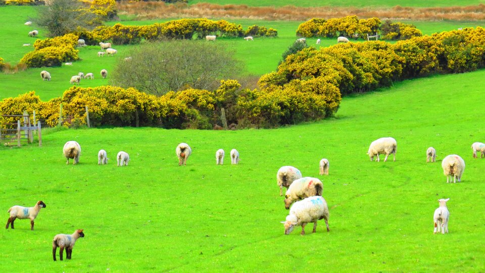 Green landscape nature photo