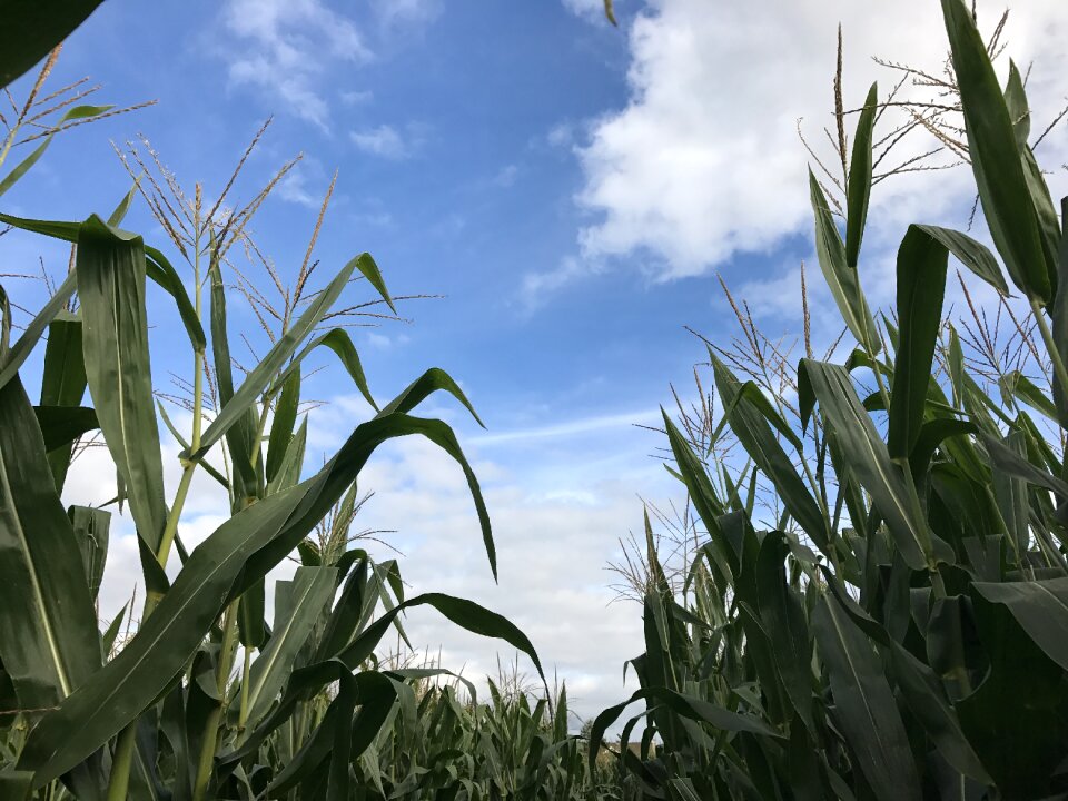Agriculture plant field